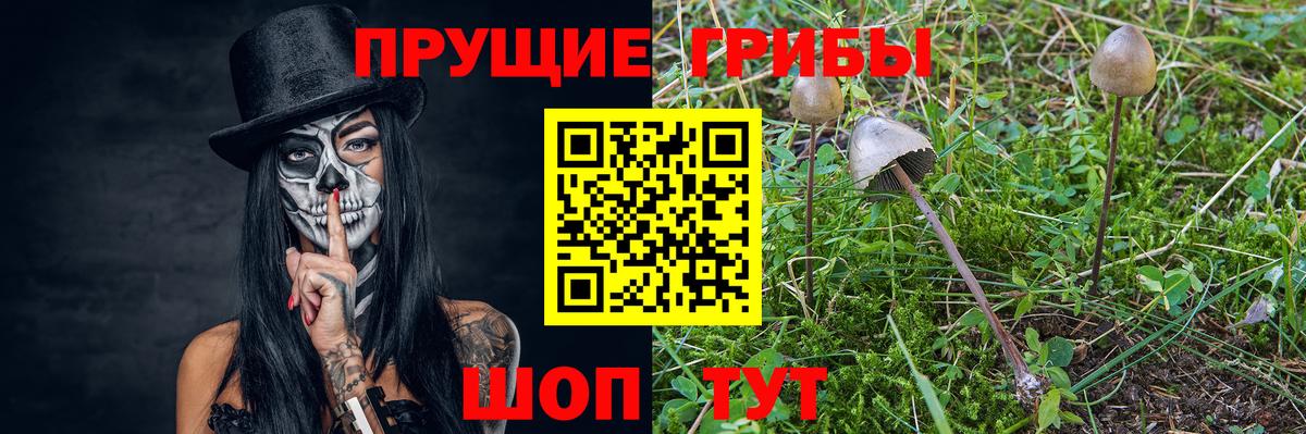 Луга  Псилоцибиновые грибы Psilocybine cubensis  Вход с VPN 